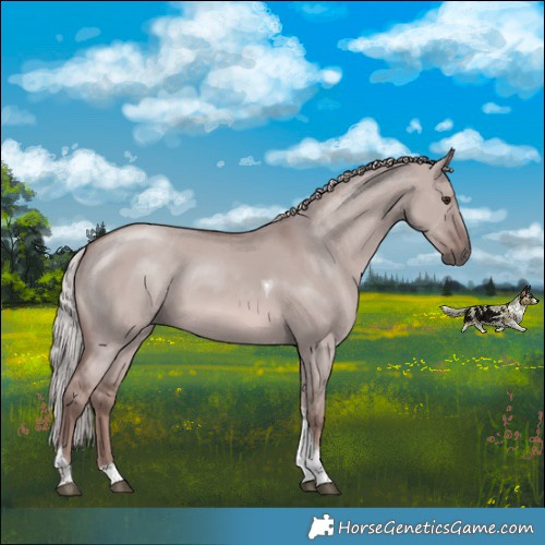 Horse Color:Platinum Red Dun Tobiano Rabicano