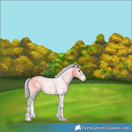 Horse Color:Watercolor White Spotted Silver Blue Onyx Sabino Varnish Rabicano 
