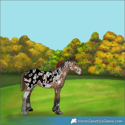 Horse Color:Painted White Spotted Liver Red Dun Appaloosa Brindle 