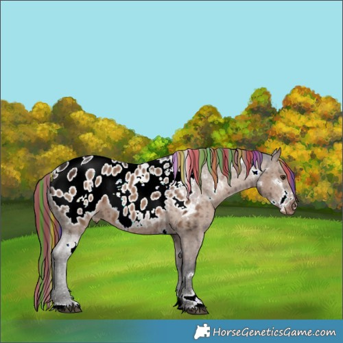 Horse Color:Painted White Spotted Liver Red Dun Blanket Brindle 