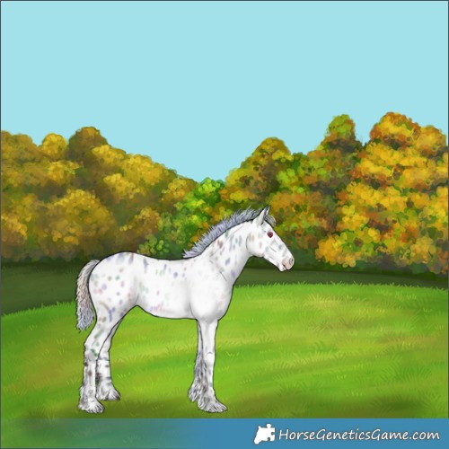 Horse Color:Nacre White Spotted Silver Brown Chinchilla Dun Near Leopard 