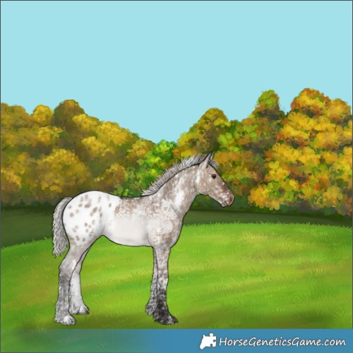 Horse Color:White Spotted Silver Brown Ice Dun Appaloosa 