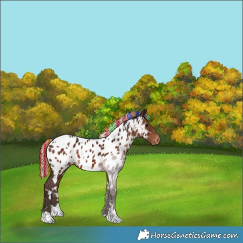 Horse Color:Painted White Spotted Silver Brown Appaloosa 