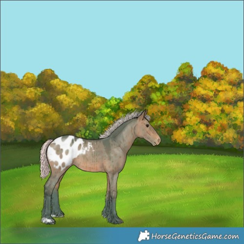 Horse Color:Watercolor Silver Brown Dun Appaloosa Brindle 