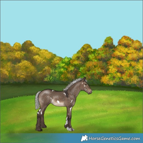 Horse Color:White Spotted Silver Brown Dun Sabino 