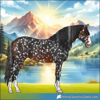 Horse Color:Bay Appaloosa 
