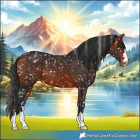 Horse Color:Bay Appaloosa