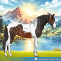 Horse Color:Brown Tobiano Appaloosa 