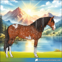 Horse Color:Bay Appaloosa  and Bay Appaloosa 