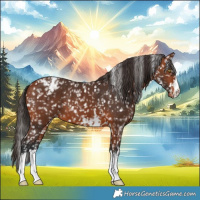 Horse Color:Bay Appaloosa  and Bay Appaloosa 
