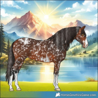 Horse Color:Bay Appaloosa  and Bay Appaloosa 