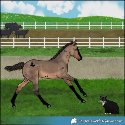 Horse Color:Void White Spotted Brown Dun Sabino Splash Rabicano 