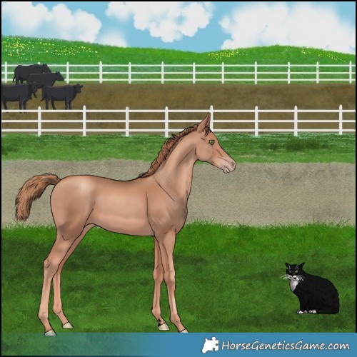 Horse Color:Void Gold Champagne 