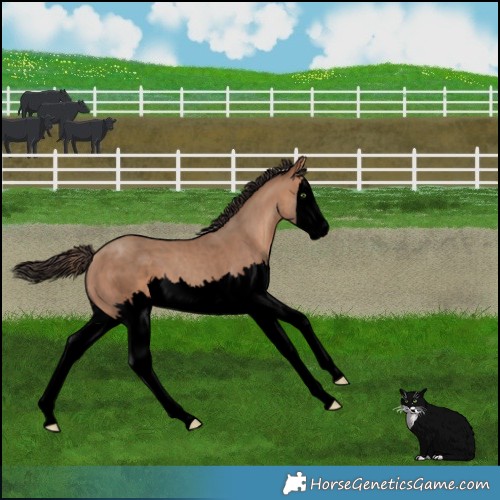 Horse Color:Void Sable Champagne Splash 