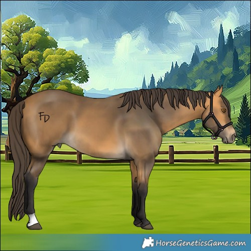 Horse Color:Buckskin 