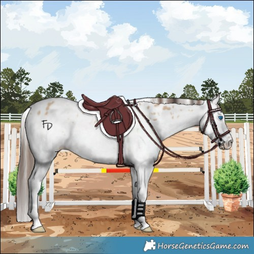 Horse Color:Bay Dun Splash Appaloosa Rabicano  and Brown Dun Sabino Splash Appaloosa 