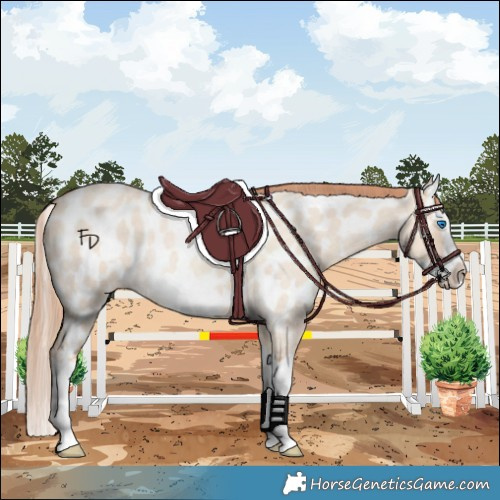 Horse Color:Gold Champagne Roan Dun Splash Frame Appaloosa Rabicano 