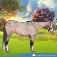 Horse Color:Bay Roan Splash 
