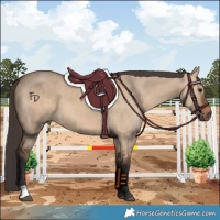 Horse Color:Bay Dun 
