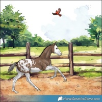 Horse Color:Liver Red Dun Splash Appaloosa 