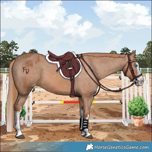 Horse Color:Chestnut Splash Appaloosa 