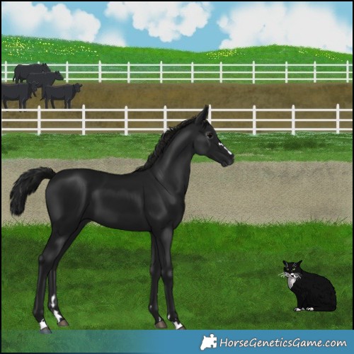 Horse Color:Gray Black 