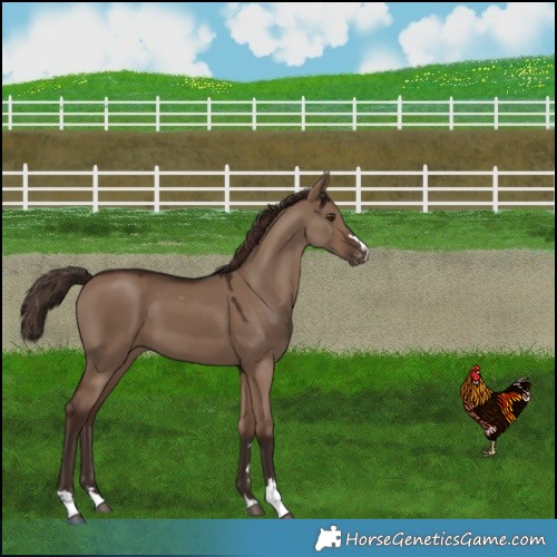 Horse Color:Liver Red Dun Appaloosa 