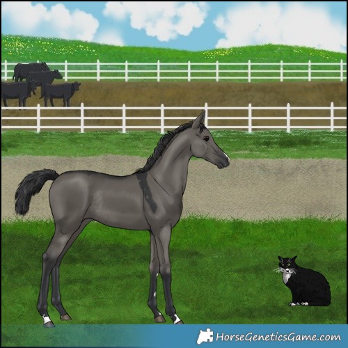 Horse Color:Grullo Rabicano 