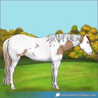 Horse Color:Red Dun Splash Tobiano Appaloosa Rabicano