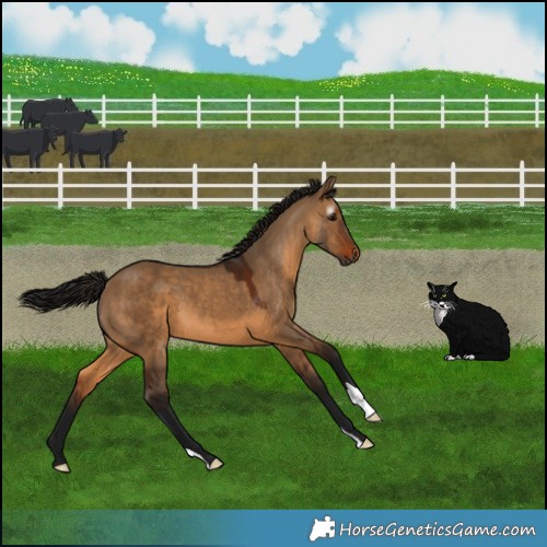 Horse Color:Gray Bay Dun 