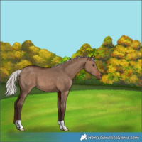 Horse Color:Silver Brown Dun 