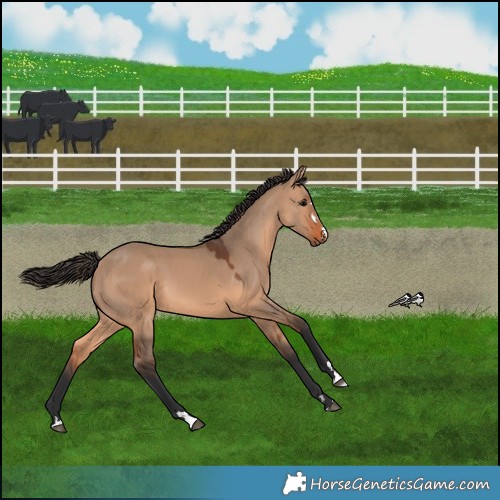 Horse Color:Bay Dun 