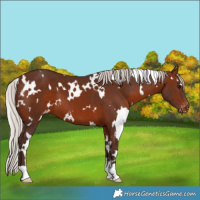 Horse Color:White Spotted Silver Brown Appaloosa 