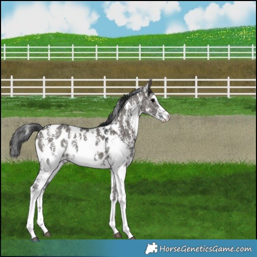 Horse Color:Grullo Sabino Near Leopard Rabicano 