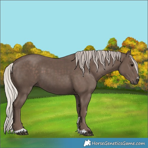 Horse Color:Silver Black