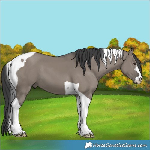 Horse Color:Grullo Tobiano 