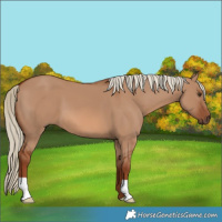 Horse Color:Red Dun 