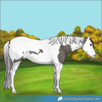 Horse Color:Grullo Splash Tobiano Snowcap Brindle
