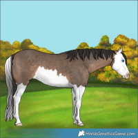 Horse Color:Brown Dun Splash