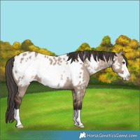 Horse Color:Liver Red Dun Frame Appaloosa 