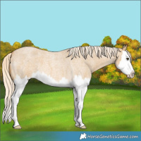 Horse Color:Palomino Roan Dun Splash Brindle 