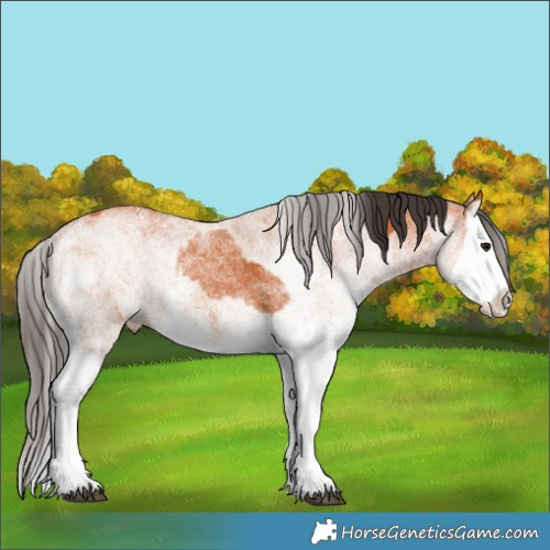 Horse Color:White Spotted Bay Splash  and White Spotted Bay Splash 