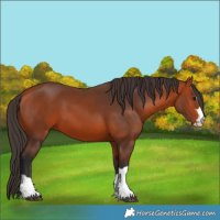 Horse Color:Unknown 