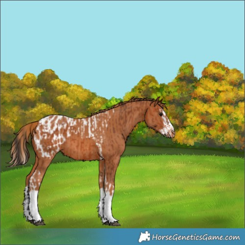 Horse Color:Bay Tobiano Varnish and Chestnut Splash Blanket