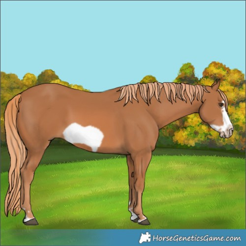 Horse Color:Chestnut Frame 