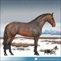 Horse Color:Bay Appaloosa 