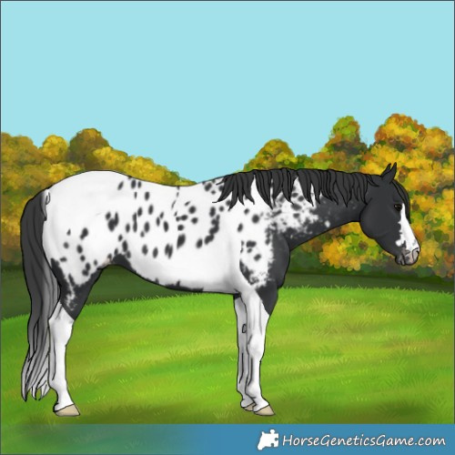 Horse Color:Black Tobiano Near Leopard 