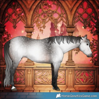 Horse Color:Gray Bay 