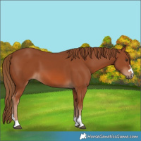 Horse Color:Chestnut 