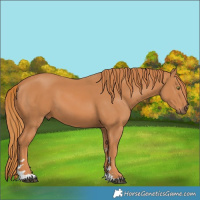 Horse Color:Chestnut 